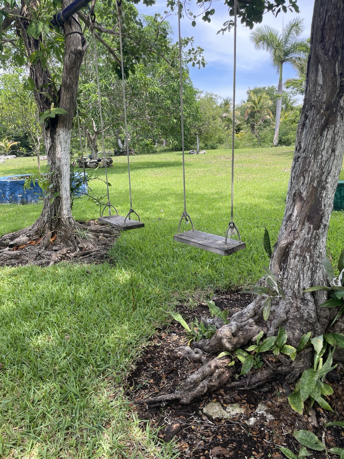 Tree swings on the sanctuary property.