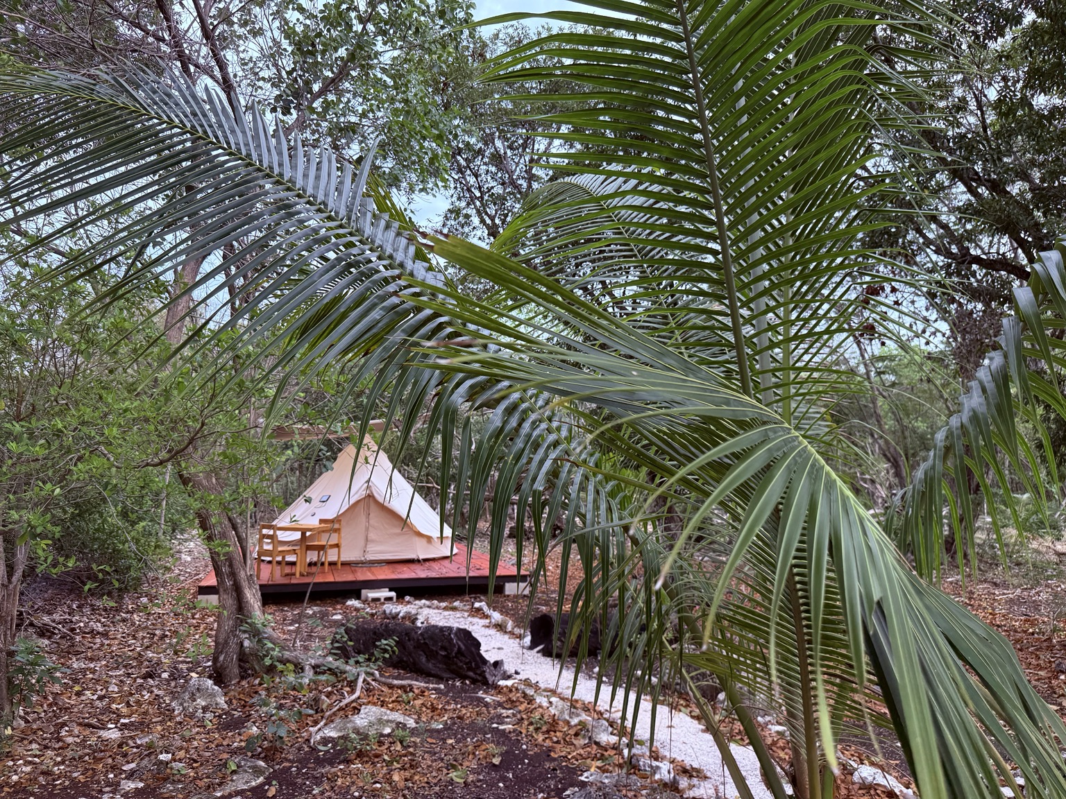 Glamping tent hidden among palms and jungle.